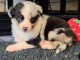 Je donne chiot berger australien m&acirc;le 