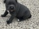 B&eacute;b&eacute; chiot type staff disponible pour adoption 