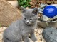 Adorable chaton chartreux disponible 