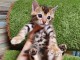 Bengale disponible pour adoption femelle 