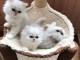 B&eacute;b&eacute; chaton persan chinchilla pour adoption 