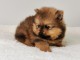 chiots Spitz allemand disponible pour adoption 