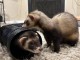 Furets pour adoption m&acirc;le et femelle 