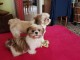 Je donne chiot Shih Tzu disponible 