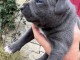 B&eacute;b&eacute; chiot staff disponible 