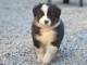 Je donne chiot berger australien 