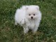 Je donne chiot type spitz 