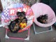 Annonces chiot Yorkshire terrier 