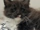 Magnifique chaton Maine coon disponible 