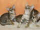 chatons savannah 2 males 1 femelle brown spotted gold