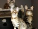 chatons savannah 2 males 1 femelle brown spotted gold