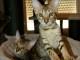 chatons savannah 2 males 1 femelle brown spotted gold