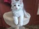 Je donne chaton Maine coon disponible 