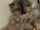 Je donne mon chaton persan 
