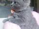Chatons British Shorthair et Longhair adorable 