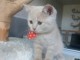 Chatons British Shorthair et Longhair pour adoption 