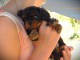 Je donne chiot cavalier king Charles 