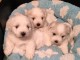 Chiots coton de Tul&eacute;ar pour adoption 