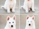 Annonces chiot berger blanc suisse &agrave; donner 
