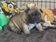 Je donne chiot bouledogue fran&ccedil;ais 