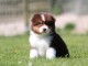 B&eacute;b&eacute; chiot type berger australien pour adoption 