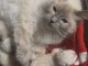Ragdoll disponible adorable chaton 