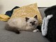 chatons Ragdoll adorable pour adoption 