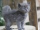 Je donne chaton sib&eacute;rien disponible 