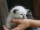 Je donne chaton sib&eacute;rien &agrave; donner 
