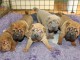 Chiots shar pei pour adoption 