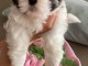 Adoption chiots Shih Tzu disponible 