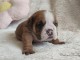 B&eacute;b&eacute; chiot type bulldog anglais m&acirc;le a donner 