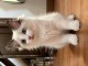 &Agrave; donner urgent chaton Ragdoll m&acirc;le adorable 