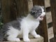 Sib&eacute;rien adorable chaton 