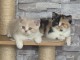 Chatons British Shorthair &agrave; donner 