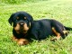 Je donne chiot Rottweiler m&acirc;le 