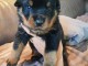 &Agrave; placer chiot Rottweiler femelle 