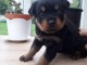 Magnifique chiots Rottweiler disponible 