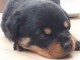Chiots Rottweiler &agrave; placer urgent 