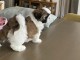 Magnifique chiots Shih Tzu disponible pour adoption 