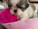 Adorable chiot Shih Tzu &agrave; donner 