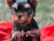 Chiots Yorkshire terrier disponible &agrave; partir 