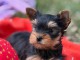 Magnifique chiots Yorkshire pour bonne maman 