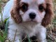 Je donne chiot cavalier king Charles 