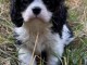 Je donne chiot cavalier king Charles m&acirc;le 