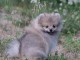 Je donne chiot spitz allemand disponible 
