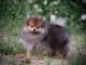 Magnifique chiots spitz allemand 