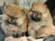 Magnifique chiots spitz allemand pour bonne maman 