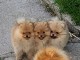 Adoption chiots spitz loop disponible 