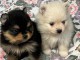 Adorable chiot spitz loop pour adoption urgent 